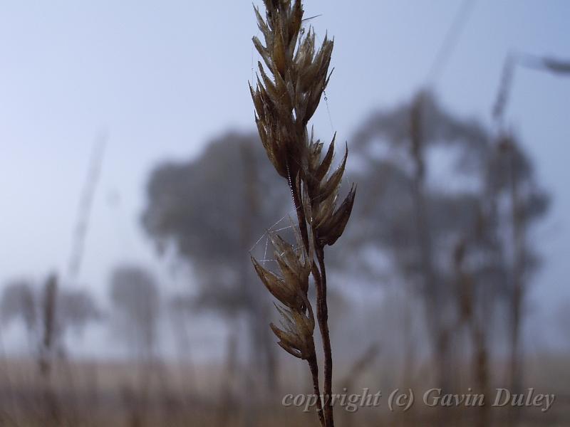 Grass against mist, morning, University of New England IMGP3838.JPG